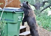 Garbage Kills Bears